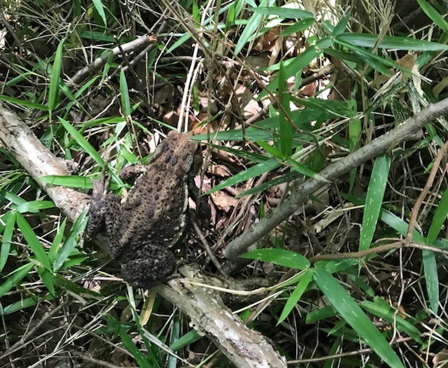 f:id:takase22:20180714112957j:image:w240:left