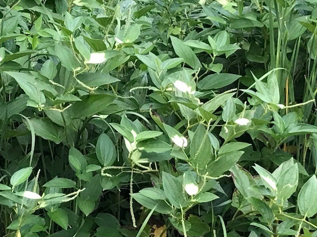 f:id:takase22:20180716180725j:image:w200:left