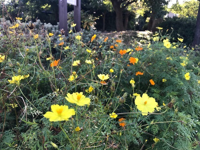 f:id:takase22:20181021144805j:image:w250:left