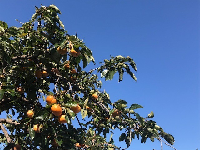 f:id:takase22:20181030095407j:image:w300:left f:id:takase22:20181030095407j:image:w300:left