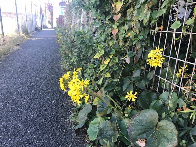 f:id:takase22:20181115105359j:image:w260:right