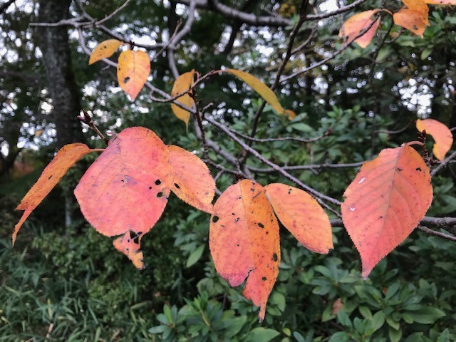 f:id:takase22:20181118145505j:image:w240:right