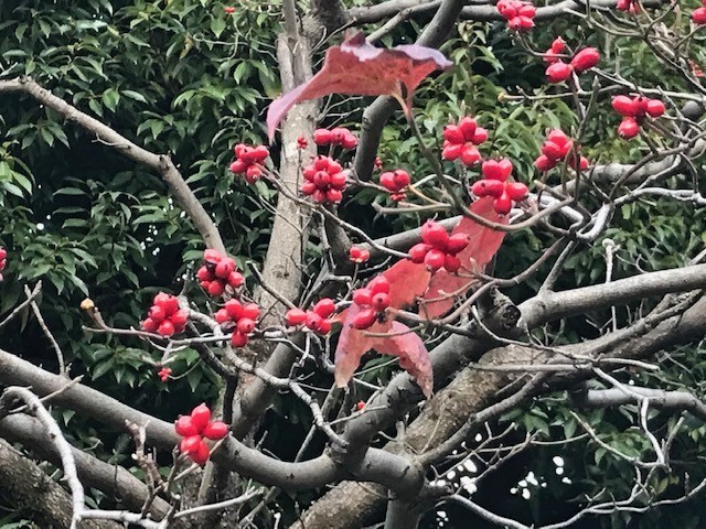 f:id:takase22:20181123160210j:image:w280