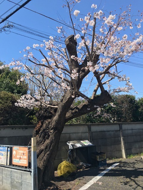 f:id:takase22:20190404101628j:plain f:id:takase22:20190404101628j:plain