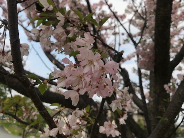 f:id:takase22:20200416140826j:plain f:id:takase22:20200416140826j:plain