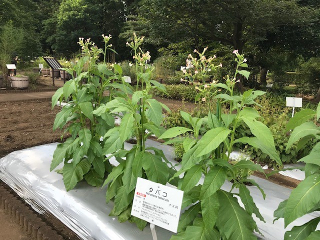 f:id:takase22:20200802154220j:plain f:id:takase22:20200802154220j:plain