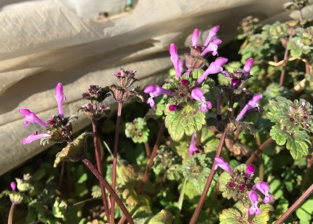 f:id:takase22:20210227143747j:plain