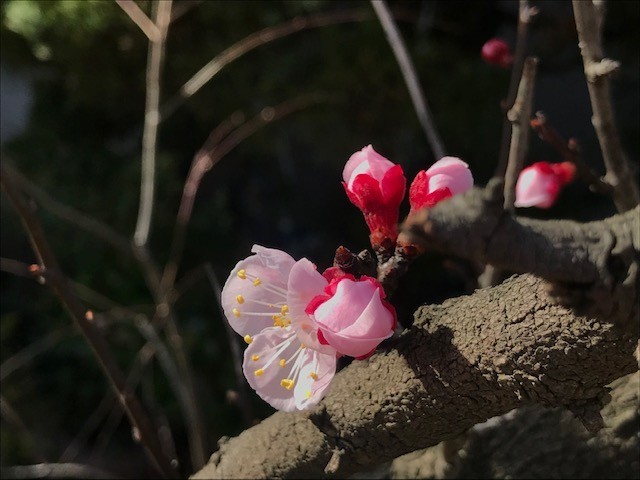 f:id:takase22:20210310145742j:plain