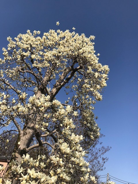 f:id:takase22:20210310153112j:plain