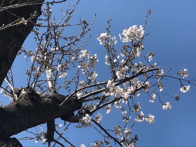 f:id:takase22:20210324123054j:plain