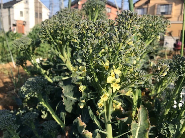 f:id:takase22:20210326155546j:plain