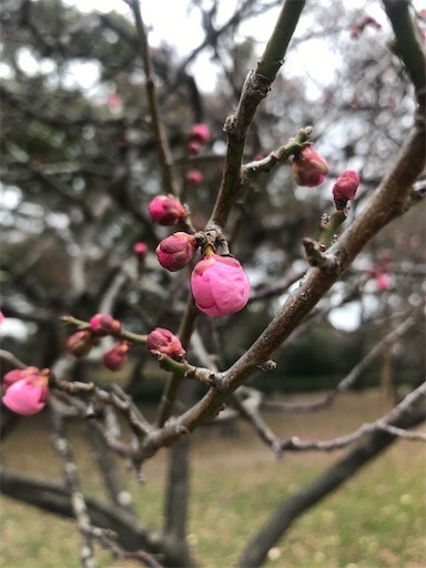 f:id:takasegawakaoru:20200219094859j:image
