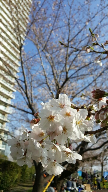 f:id:takasemariko:20190401004348j:plain