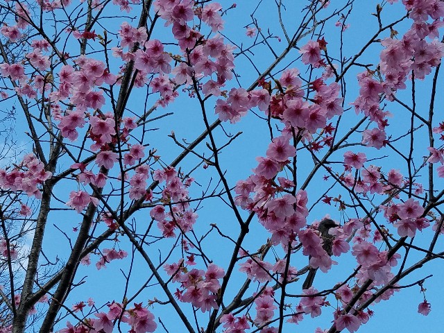 f:id:takasemariko:20200315155725j:image f:id:takasemariko:20200315155725j:image