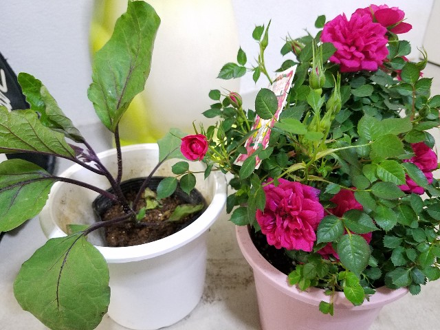 f:id:takasemariko:20200426232656j:image