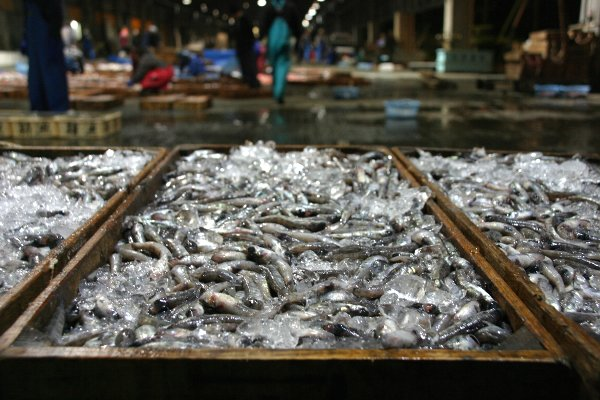 Dochubu掲載 唐揚げが人気 刺身でも焼いてもおいしい 旬を迎えた蒲郡のメヒカリ 里山川海を歩く ライター新美の活動記録