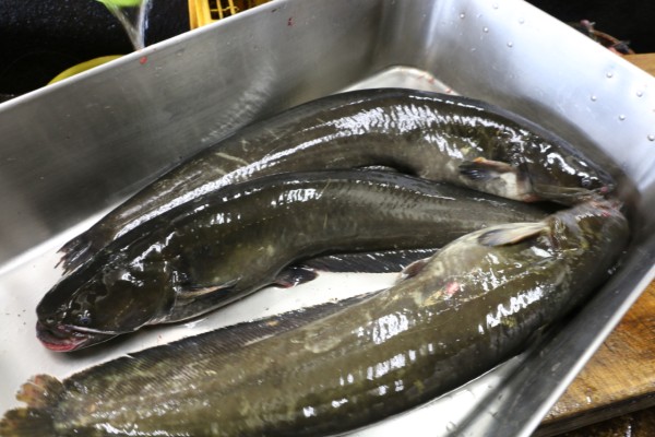 近大発 うなぎ味のナマズ を丼で提供 岐阜県羽島市 魚勝 が食文化をピーアール 里山川海を歩く ライター新美の活動記録