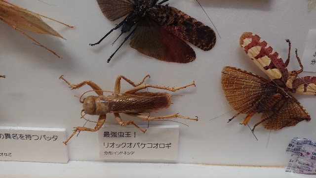 f:id:takashi61:20190818220058j:image f:id:takashi61:20190818220058j:image