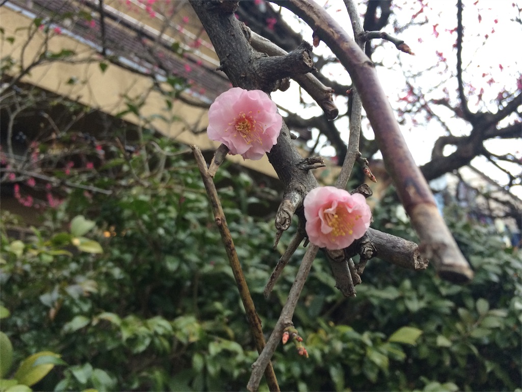 f:id:takashimasutamu:20151227180731j:image f:id:takashimasutamu:20151227180731j:image