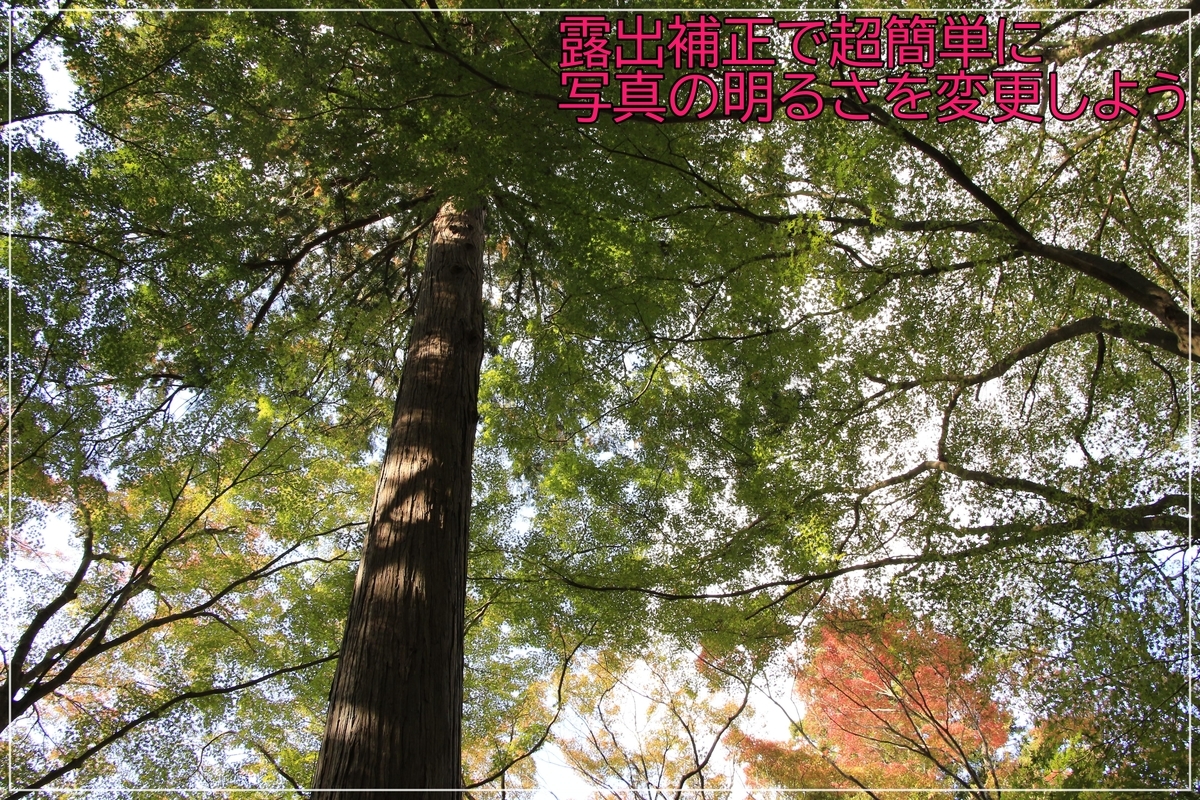 f:id:takataka2743:20191130120815j:plain