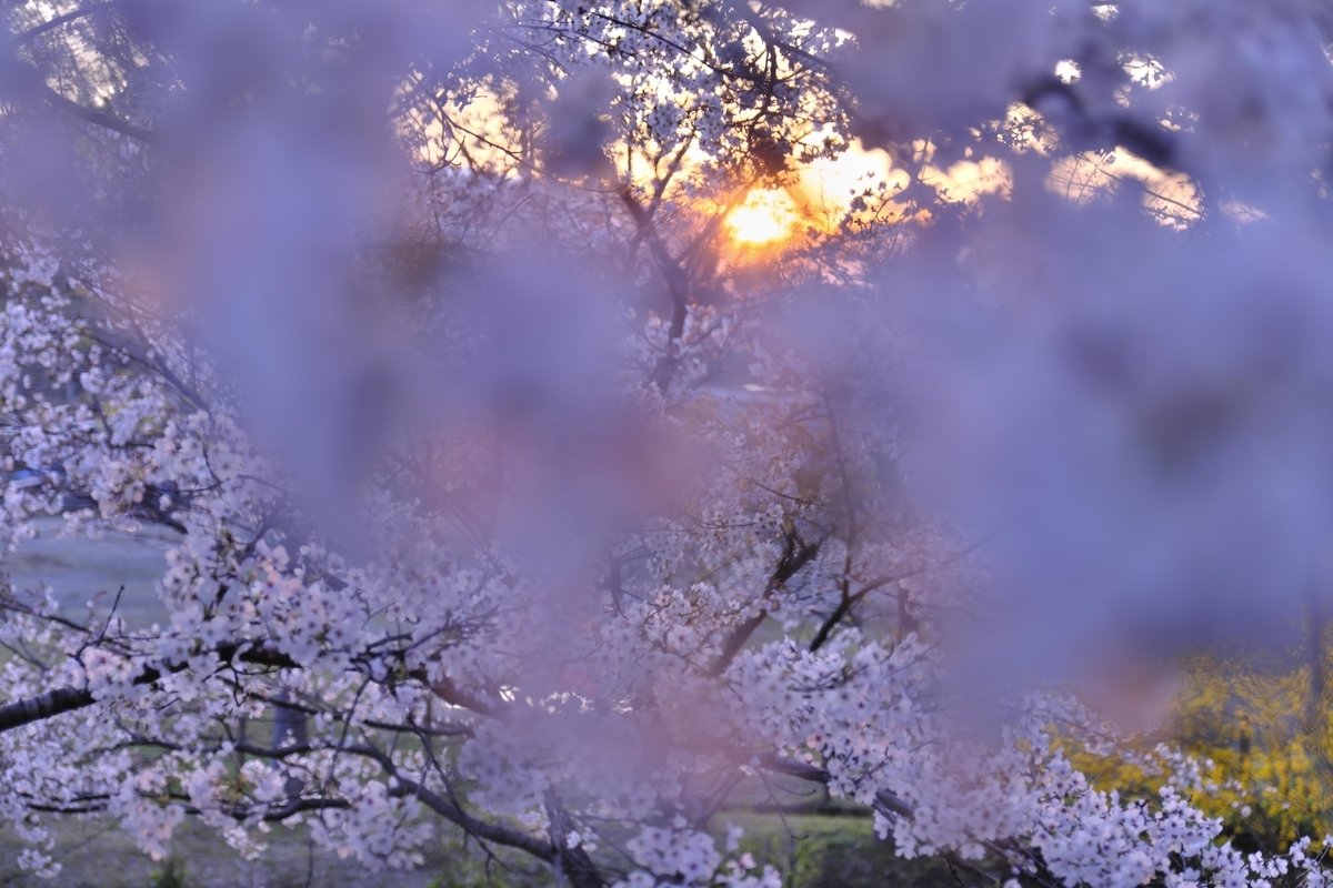 f:id:takatakakenn:20190403190816j:plain