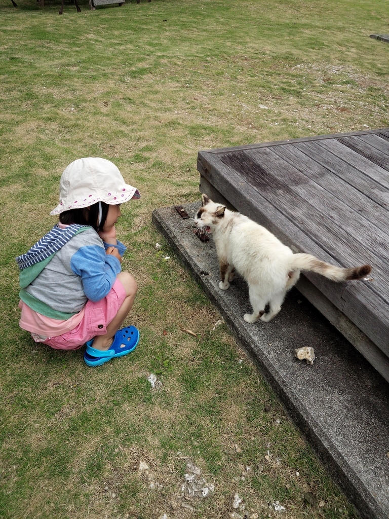 久高島の猫とのんばり過ごす