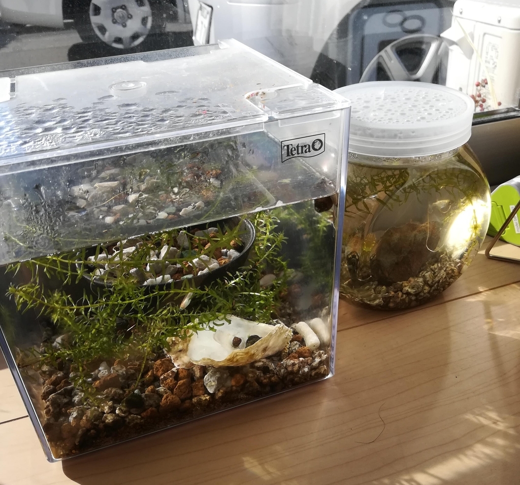 我が家のメダカは日向ぼっこが好きです