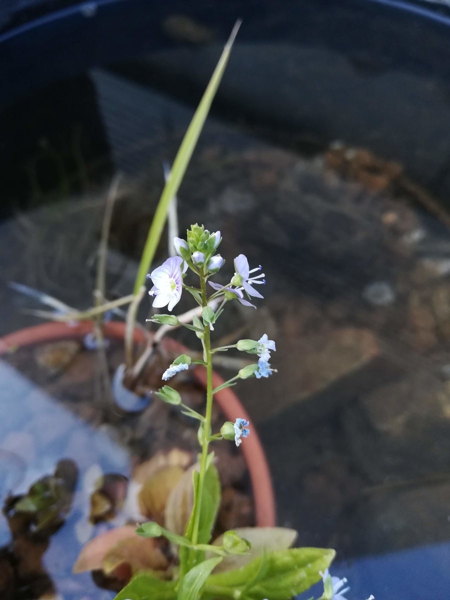 お花が咲いてメダカたちもきっと喜んでいることでしょう