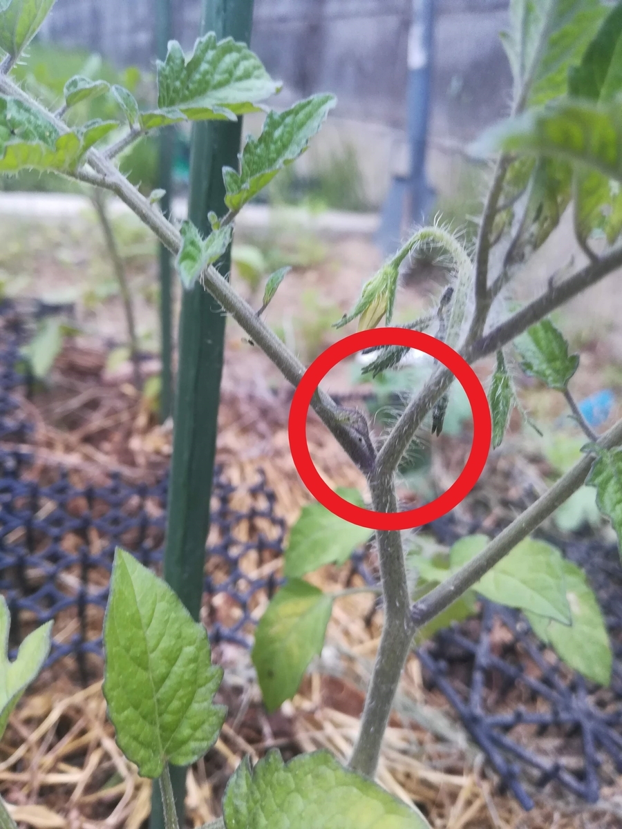 ミニトマトが育つと脇芽がでてくるので取っちゃいましょう！