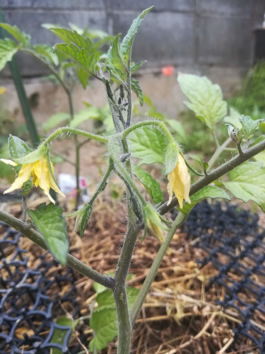 ミニトマトに花が咲きました！最初の花は手で受粉させてあげましょう！