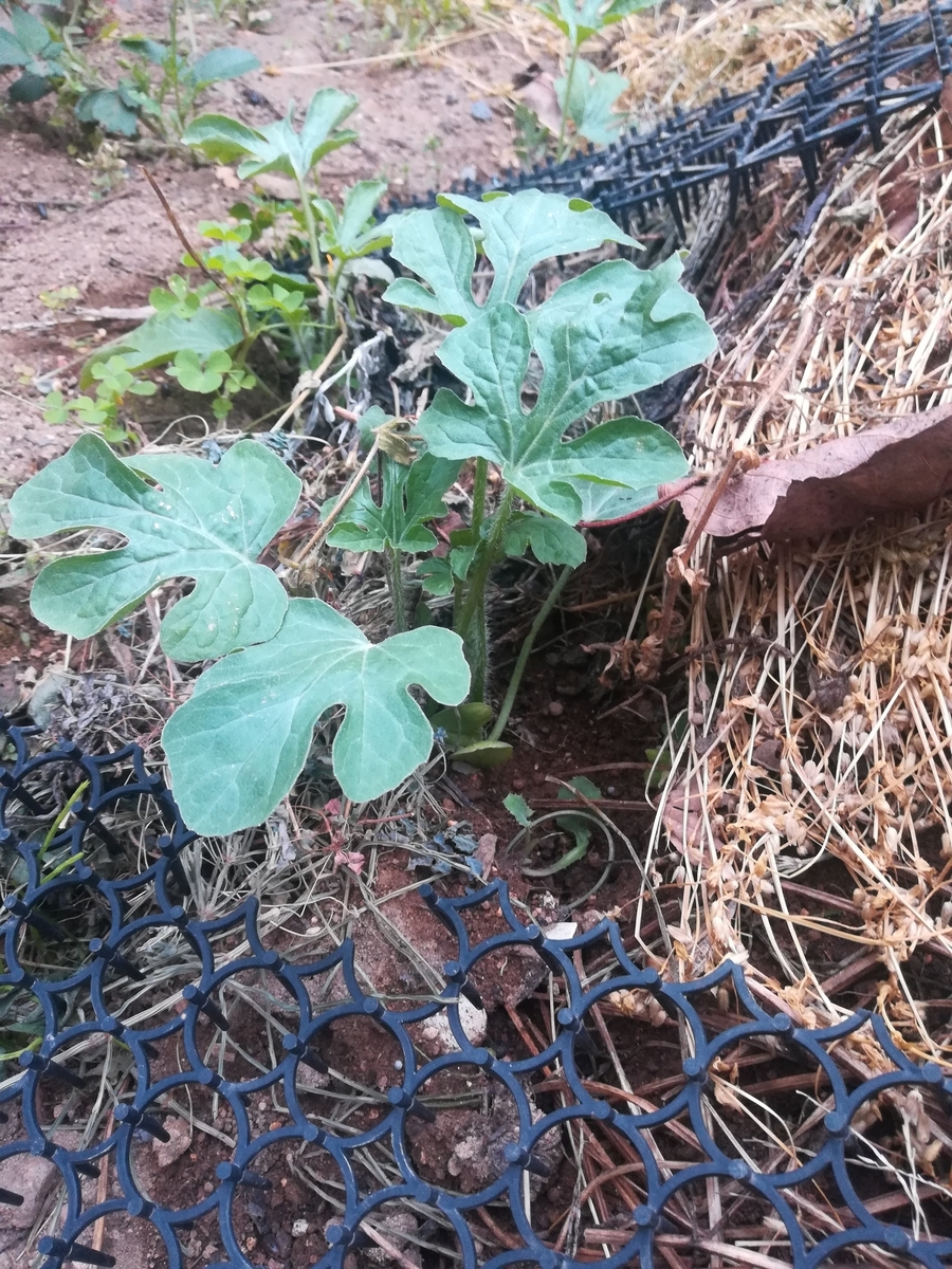 友人からもらったスイカの苗も植えてみました！