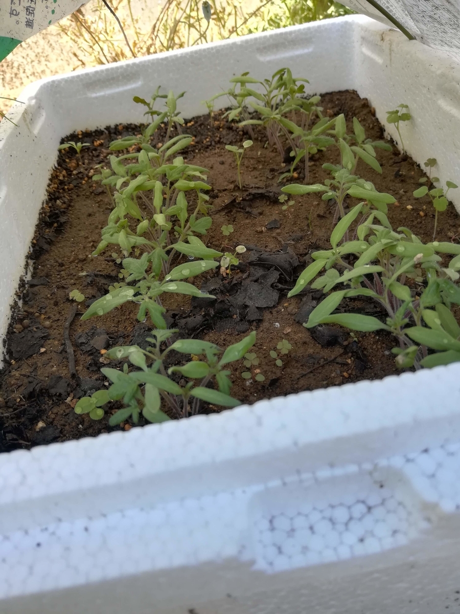 スーパーで買ったミニトマトの種を植えたらこんなに発芽しました！