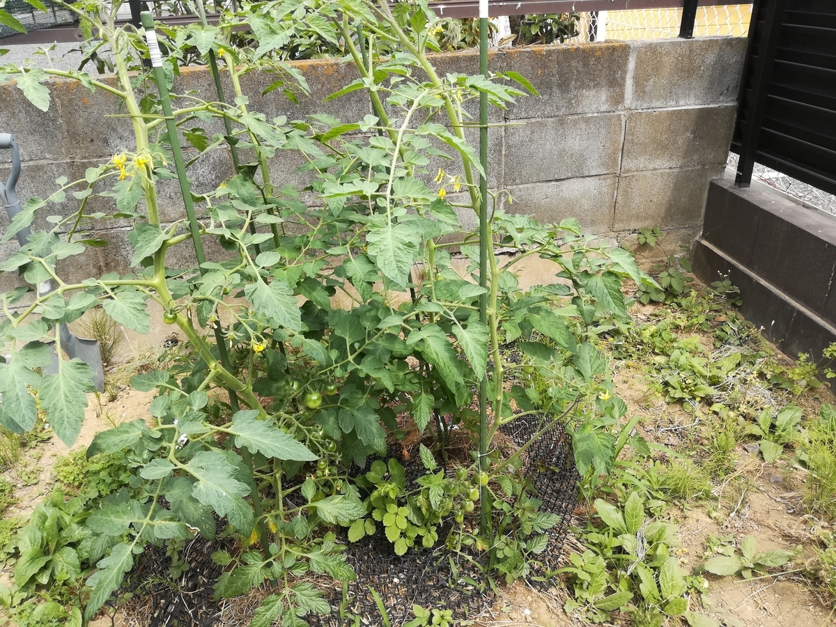 ミニトマトたちの身長が１ｍくらいになりました！