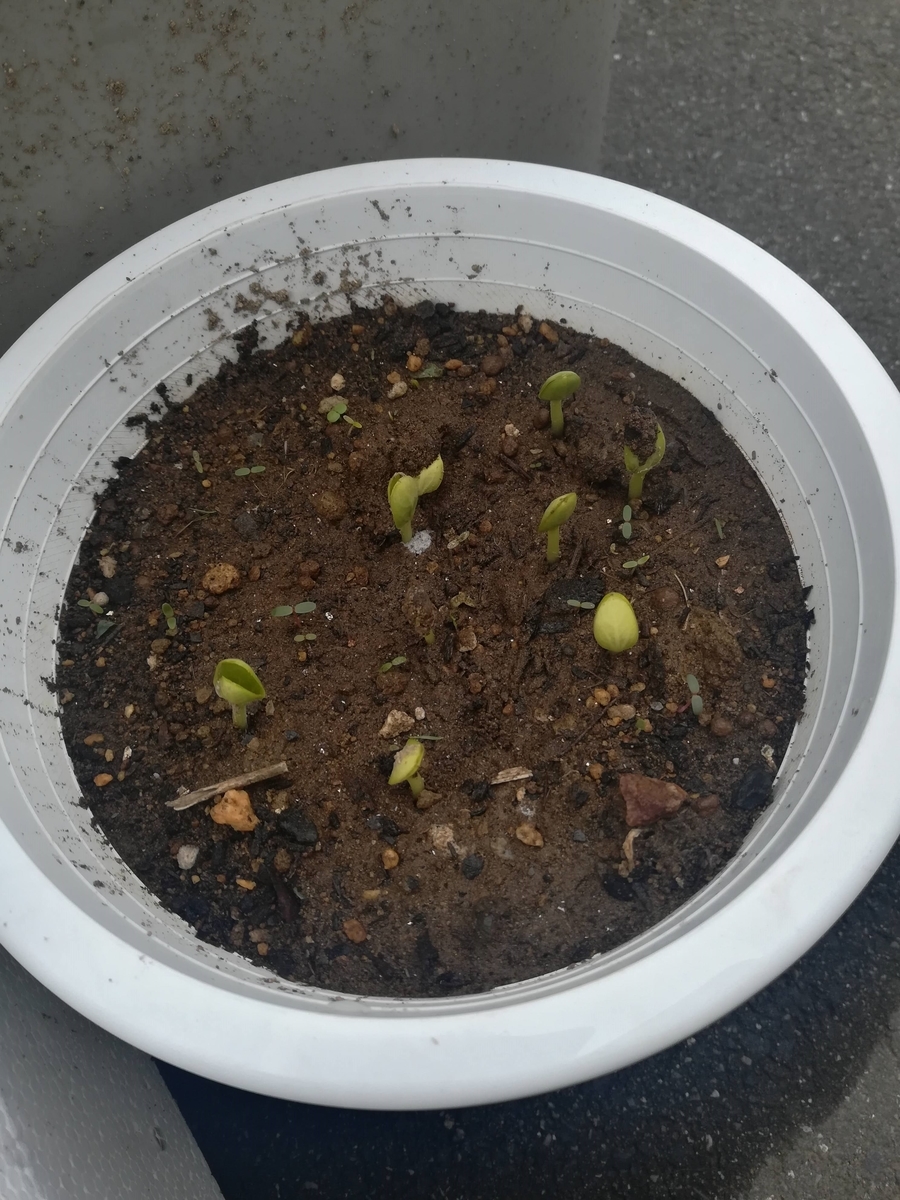 紅小玉スイカ 種からの栽培にチャレンジ 種を植えてから１週間ほどで発芽しました