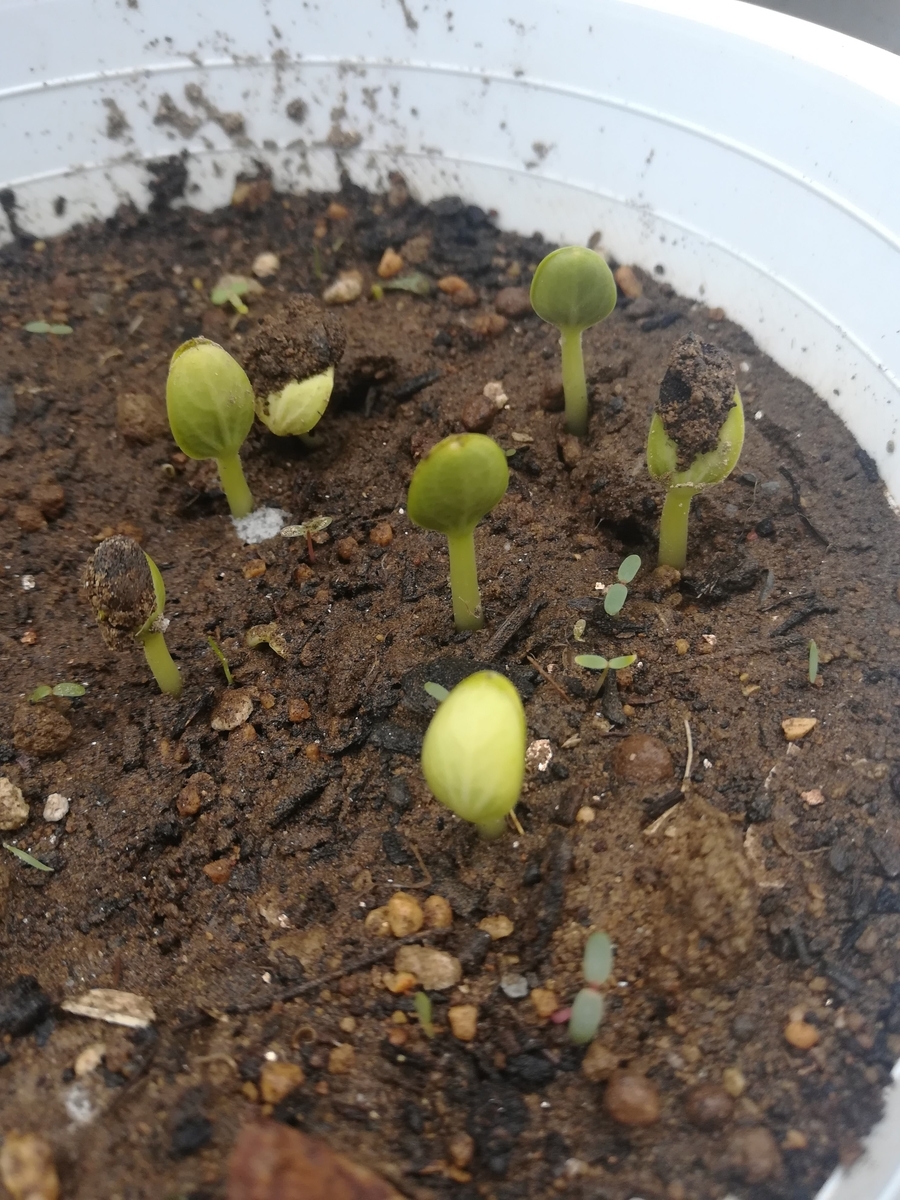 紅小玉スイカが発芽したらこんな感じです