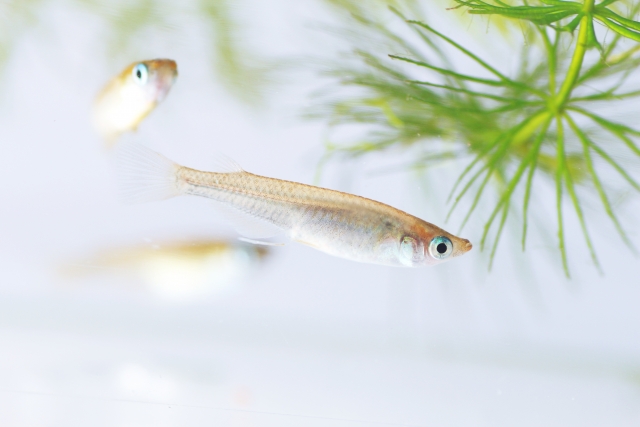 メダカが死んでしまう原因 メダカを元気に飼う方法とは 長生きのコツは飼育環境にあり メダカが死んでしまう原因 メダカを元気に飼う方法とは 長生きのコツは飼育環境にあり