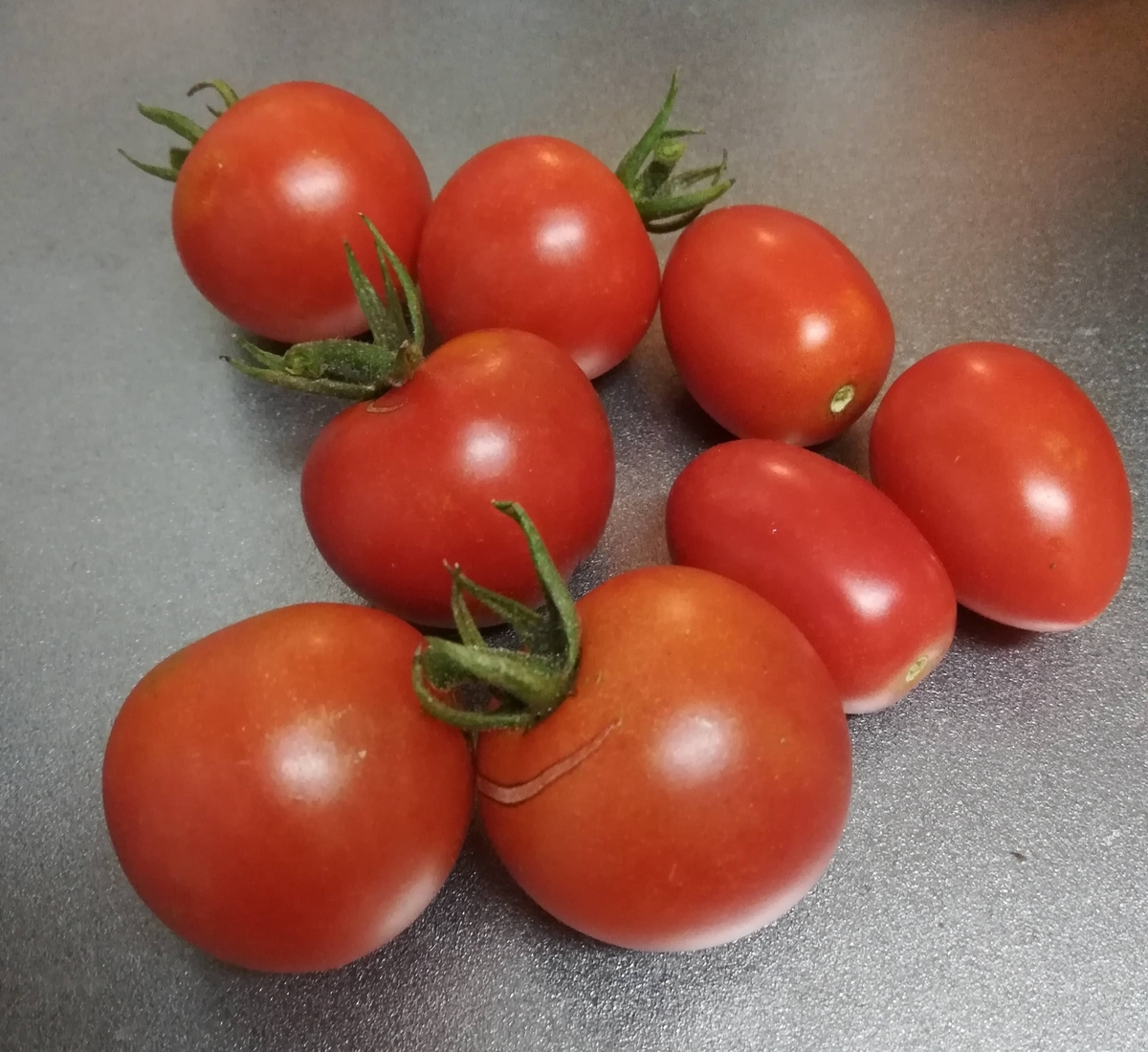 我が家の畑で育ったミニトマトがこんなに獲れました!