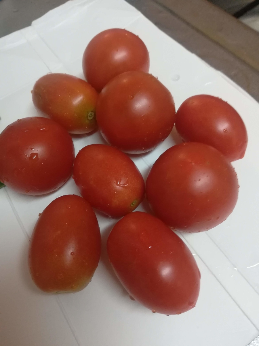 次の日もこんなにミニトマトと中玉トマトが採れました!