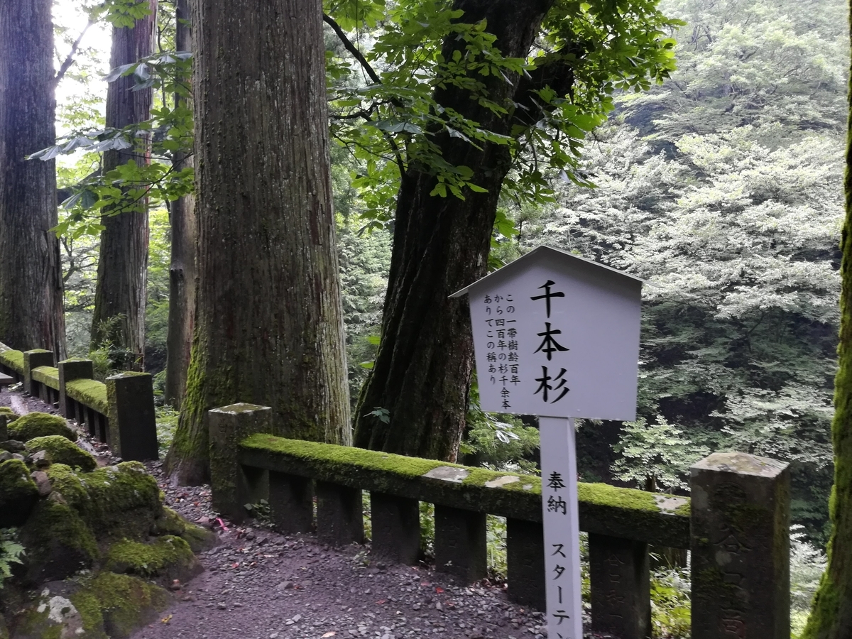 大きな杉の木も見られます