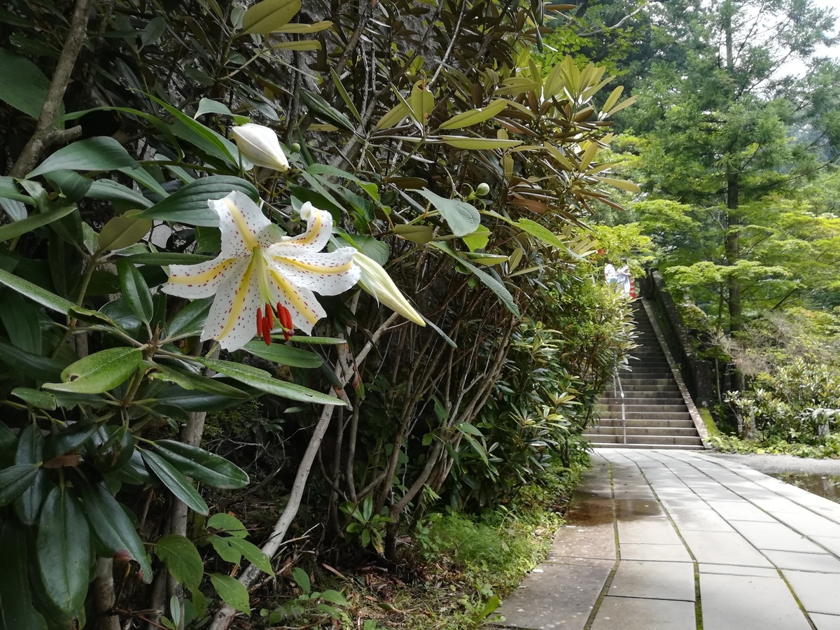 榛名神社の参道には大きなヤマユリが咲いていました