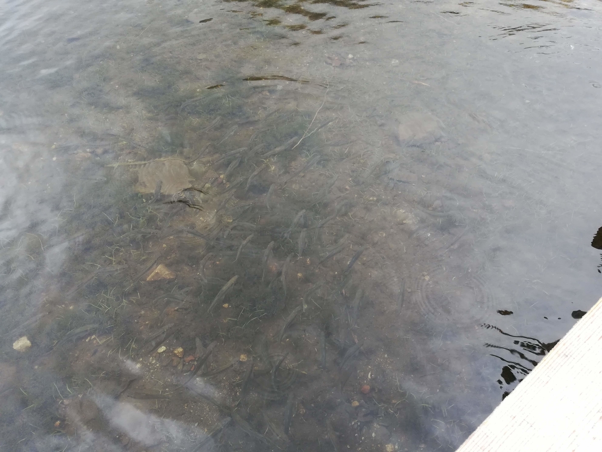 榛名湖はお魚もたくさんいます