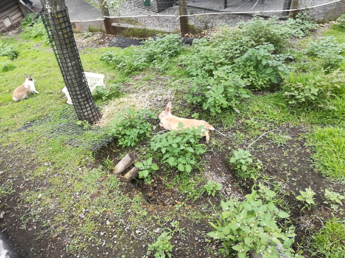 うさぎと触れ合うこともできますよ