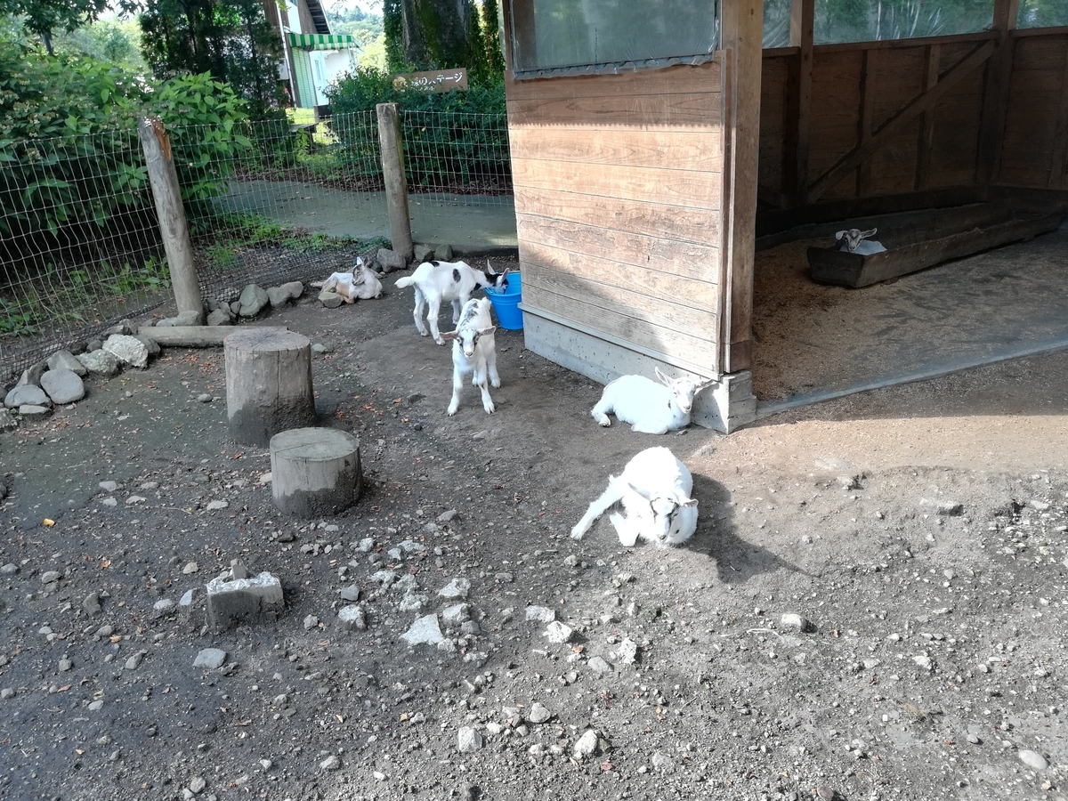 ヤギの赤ちゃんたちはかわいくて元気!