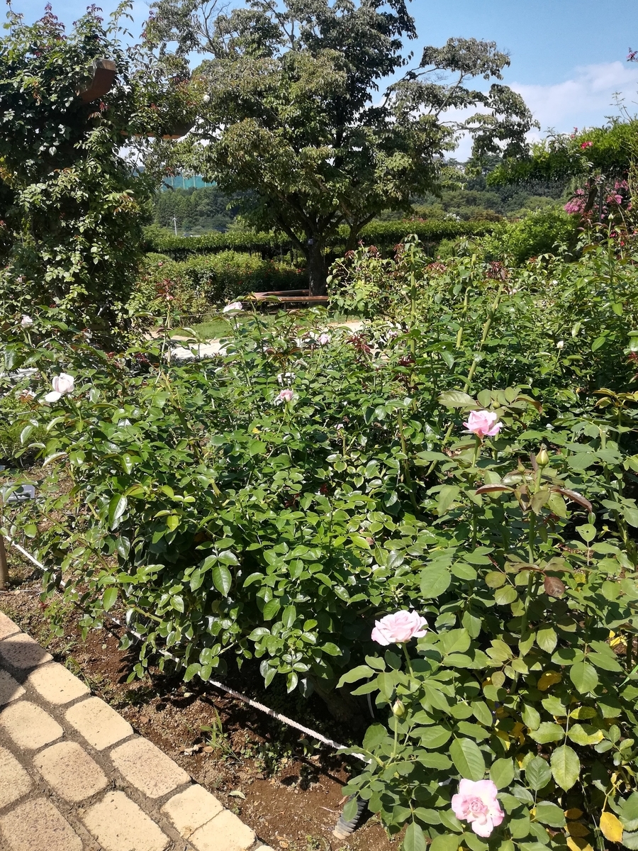 バラはこれから咲くのかな?