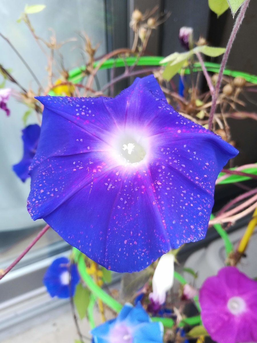 朝顔の大きな花びら