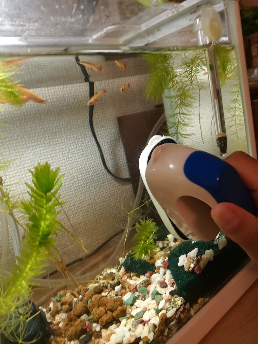 水槽のガラスがきれいになってきました!
