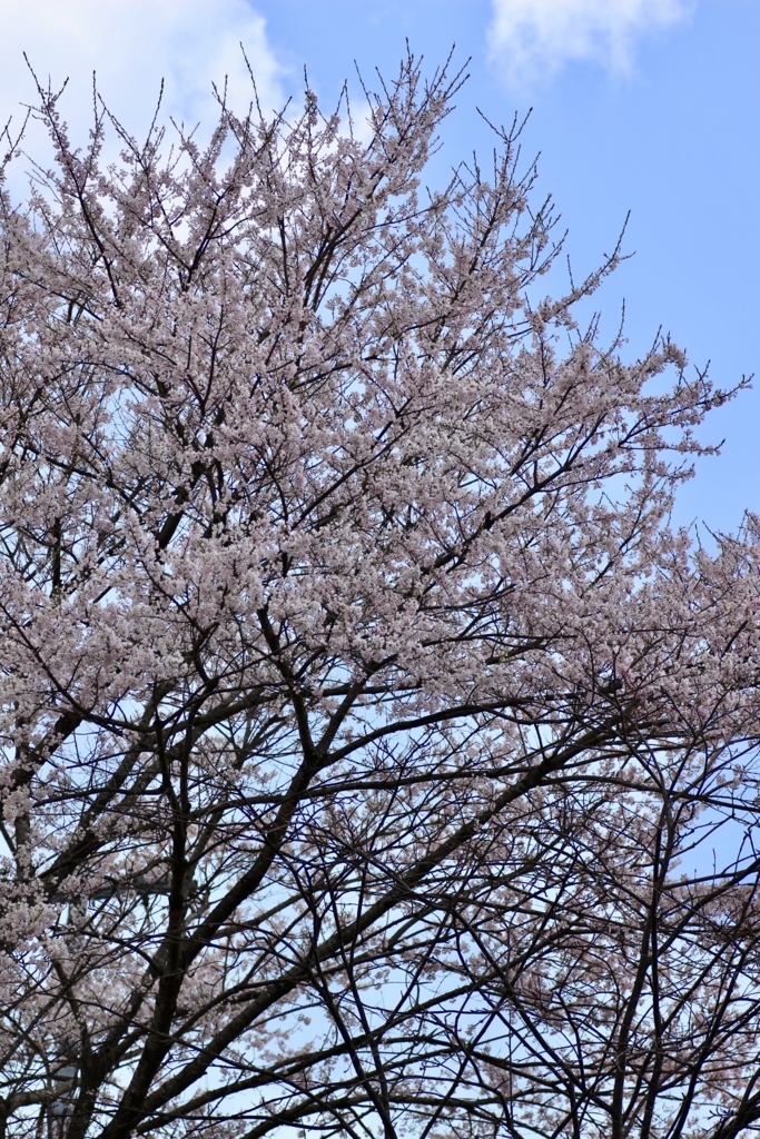 f:id:takatonbox:20180410091609j:plain f:id:takatonbox:20180410091609j:plain
