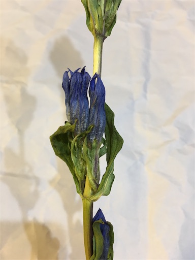 失敗は成功のもと ドライフラワーづくり たかやまけやきの 花しごと