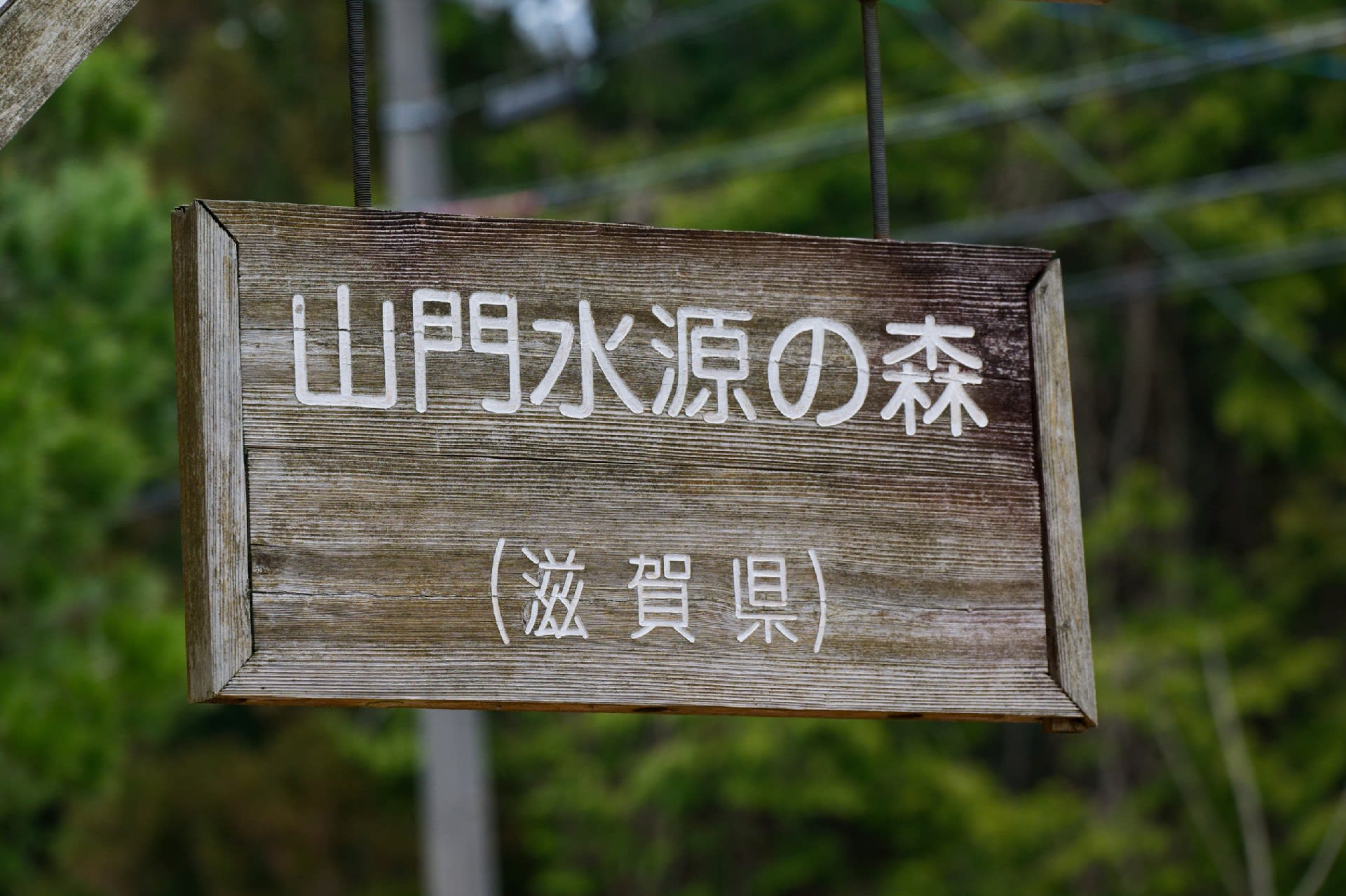 キタヤマオウレン(山門水源の森) その1 - 気ままに撮り歩き