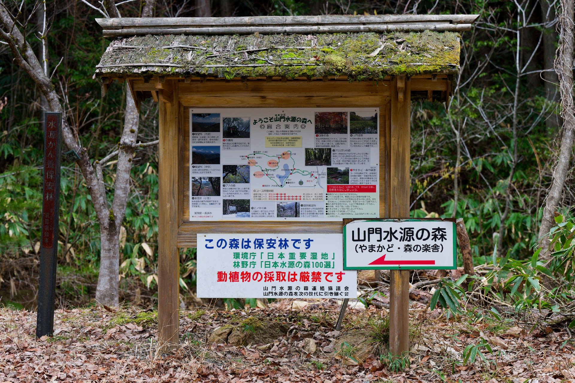キタヤマオウレン(山門水源の森) その1 - 気ままに撮り歩き